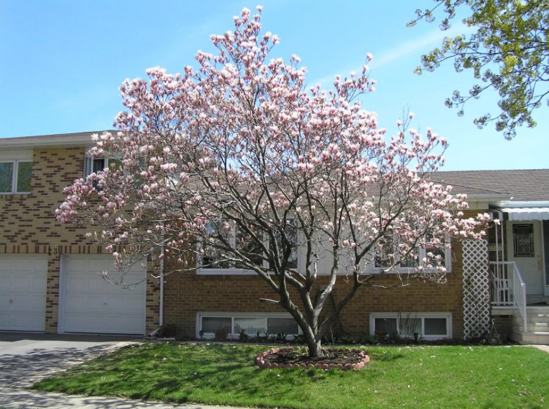 Árvore Magnolia virginiana